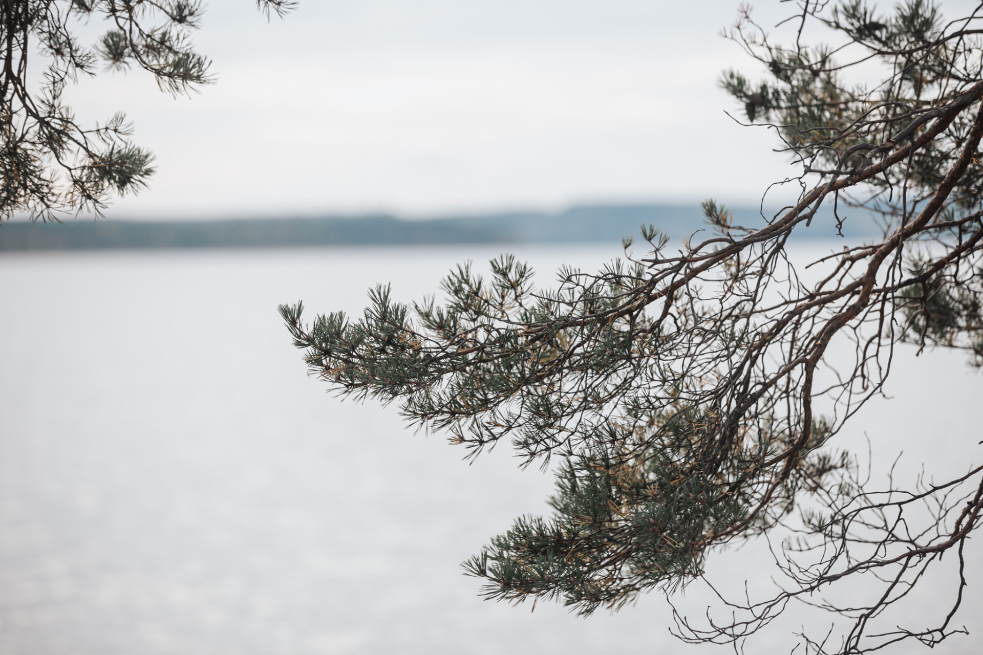The lake through the pines, the year-round Finnish nature around Neituri Manor