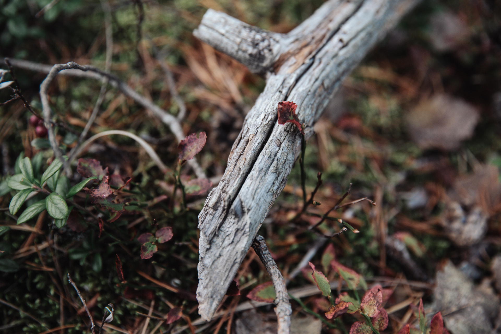 Autumn forest floor in full ruska colour on the 22-hectare Neituri estate in Konnevesi